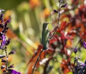 2019 09 15 LongFellowGardens 007